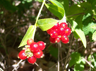 colonias,perfumes,fragancias,olor,olores,bayas silvestres,Red Wild Berries