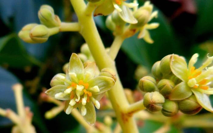 Flor do abacateiro, árvore produtora do abacate.