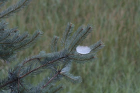 spider web in pine tree