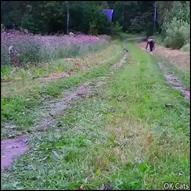 Funny Cat GIF • 50 meter race. When your cat runs much faster than you, haha CATch me if you can [ok-cats.com]