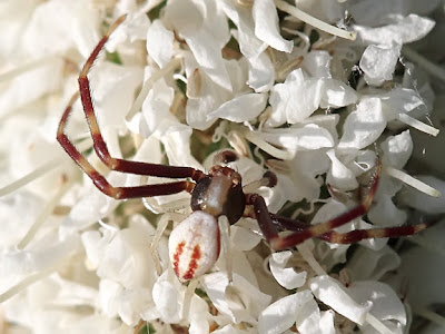 Goldenrod Crab Spider Male