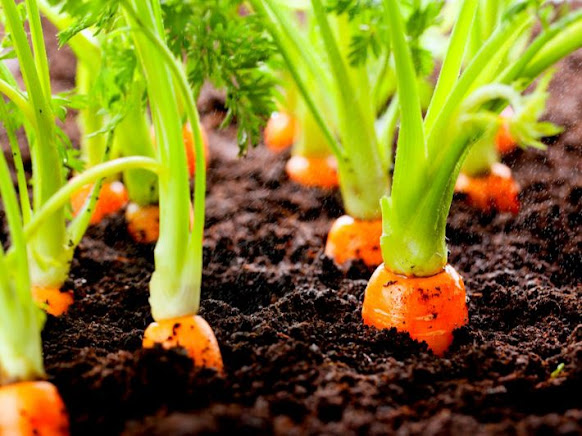 Feasibility study of a carrot cultivation project;