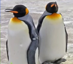 Foto Burung Penguin Raja