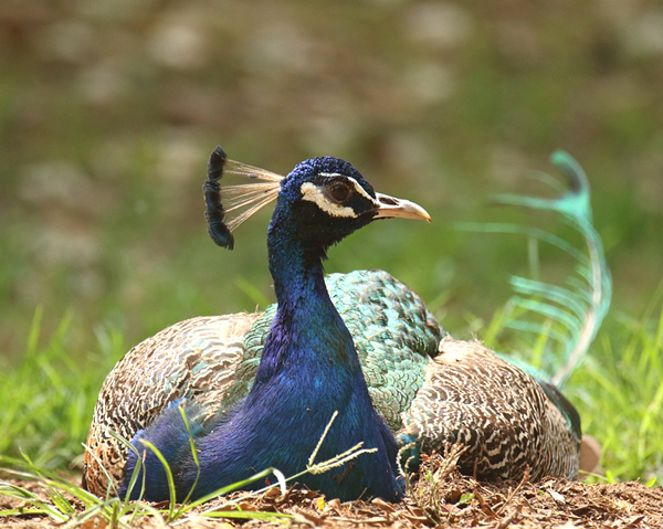 peacocks, peacock farming, peacock picture, photo of peacock, raising peacock, peacock rearing, how to start peacock farming, is peacock farming profitable, commercial peacock farming business, peafowl farming