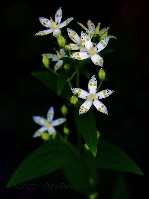 Swertia bimaculata