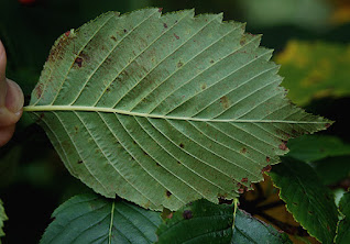 Рябина Юя (Sorbus yuana)