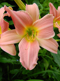 Bama Music daylily Hemerocallis by garden muses-not another Toronto gardening blog