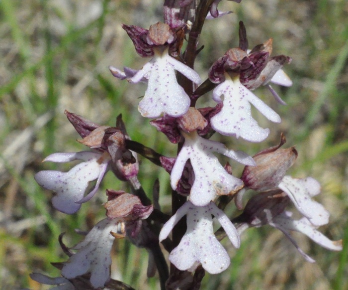 Orchis pourpre