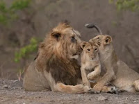 India records 29% increase in Asiatic Lion population.