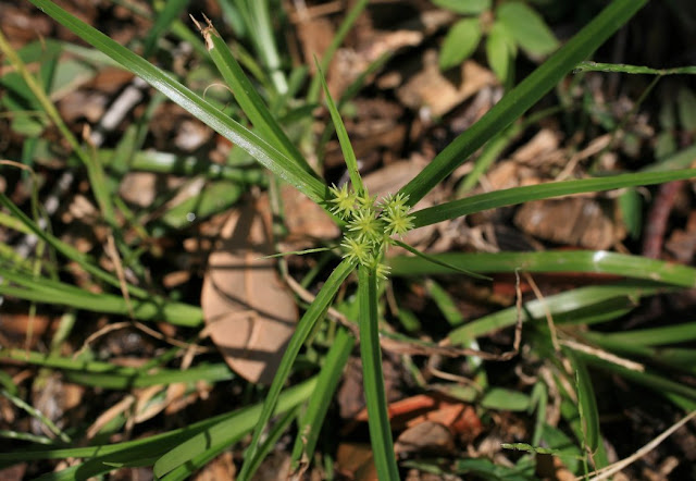 Cyperus croceus - Baldwin's Flatsedge - Yellow Flatsedge