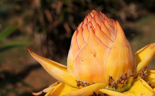 Chinese Yellow Banana Flowers Pictures