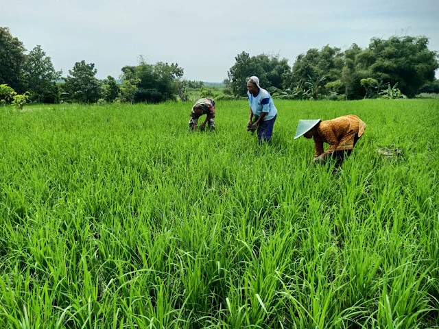 Terjun Langsung ke Sawah, Babinsa Koramil 11/Jati Bantu Petani Penyiangan Rumput