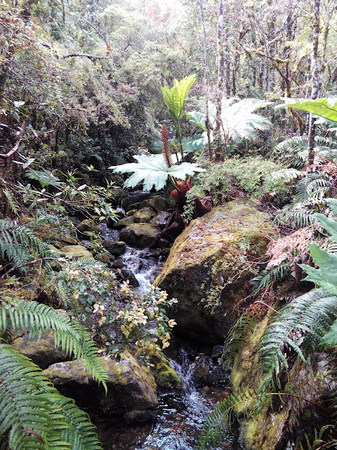 Caminata Lago Negro, Parque Pumalín, Chile