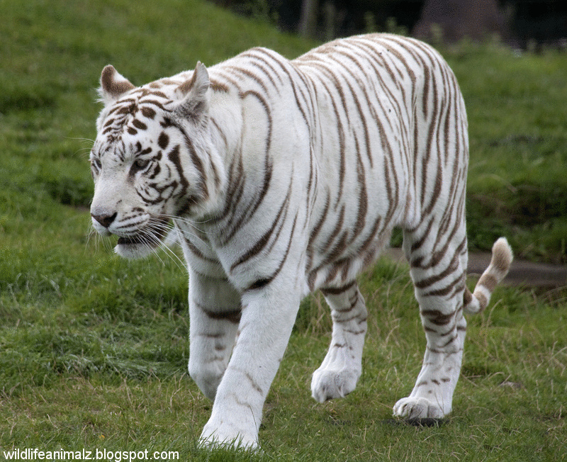 White+Tiger+Dangerous+Animal