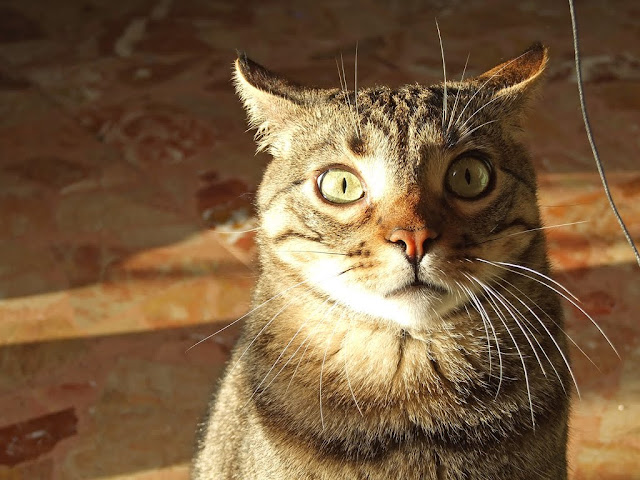 Gatto Mimmo in preda al panico by Maccio Capatonda from flickr (CC-NC-SA)