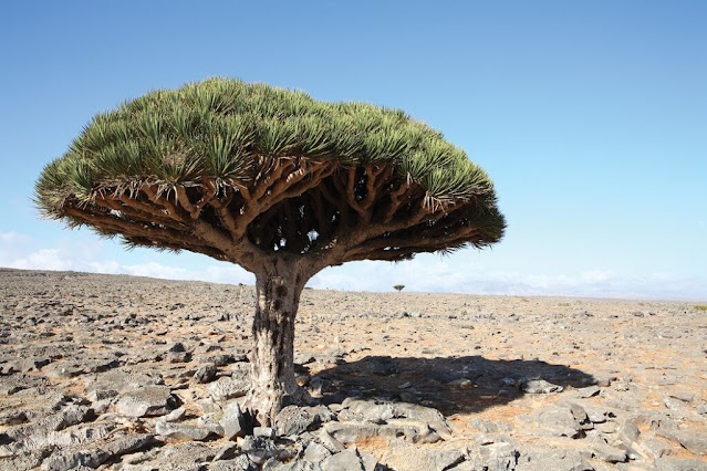 Dragon Blood Trees