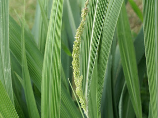 Sétaire à feuille de palmier - Setaria palmifolia