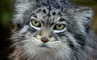 Pallas Cat Wallpapers