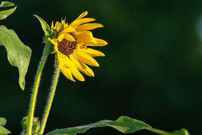 Common Sunflower, The Flower Mound