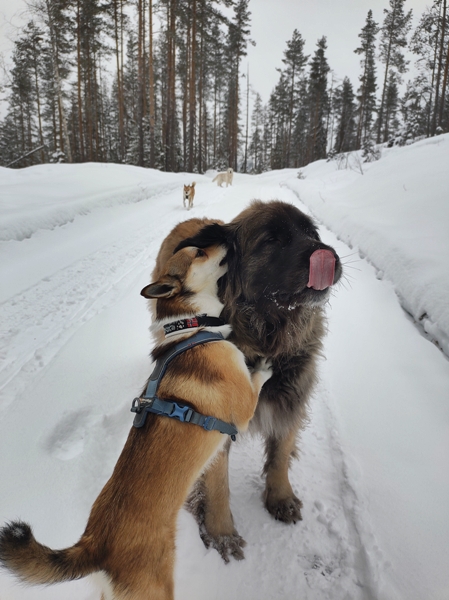 gulsvik hallingdal lundehund leonberger