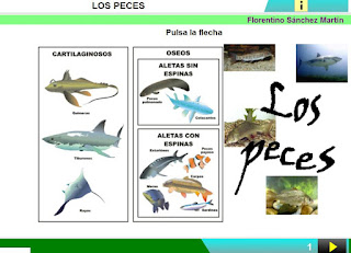 http://www.ceiploreto.es/sugerencias/cplosangeles.juntaextremadura.net/web/curso_3/naturales_3/peces/peces.html