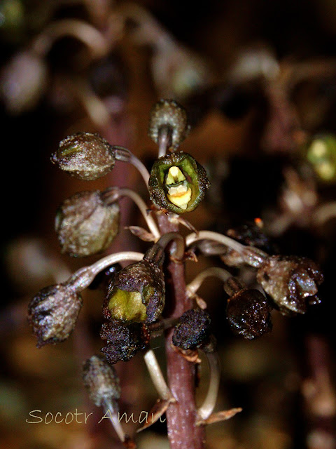 Gastrodia confusa