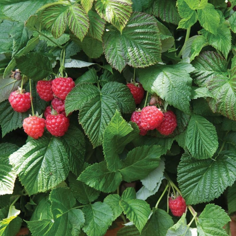 bibit pohon raspberry recomended Palangka Raya