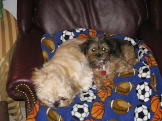 Buddy and Lena taking a nap