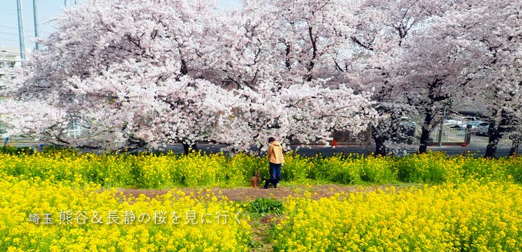 熊谷桜堤と長瀞の桜を見に行く♪