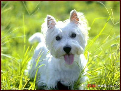 West Highland White Terrier (Westie) - Animals Wallpaper