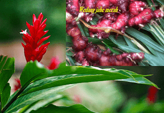 2 Minuman Kesehatan Alami Jahe Merah Karomah