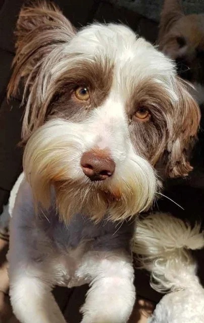 Beethoven biro Yorkshire Terrier