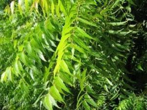 Neem Tree Image