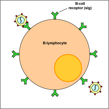 lymphocyte b lymphocytes mature within the bone marrow when they ...