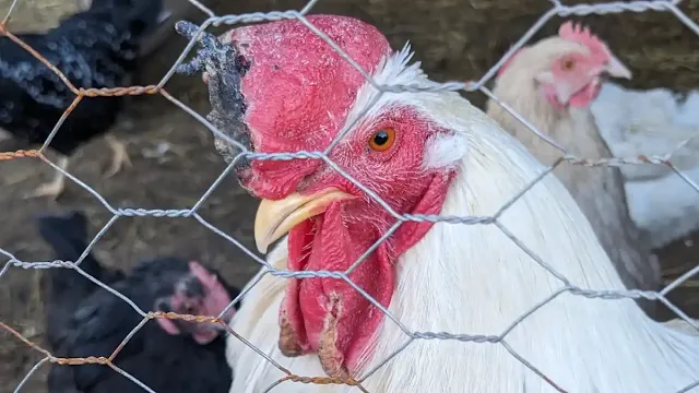 Frostbite in Chickens What to Do and How to Prevent It