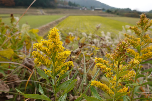 鳥取県西伯郡大山町富岡 セイタカアワダチソウ（背高泡立草）