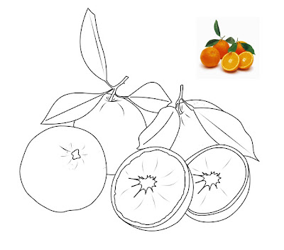  Gambar  gambar  buah buahan untuk diwarnai Anak anak Lucu 