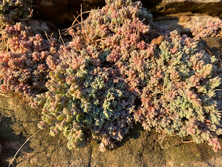 Sedum dasyphyllum.