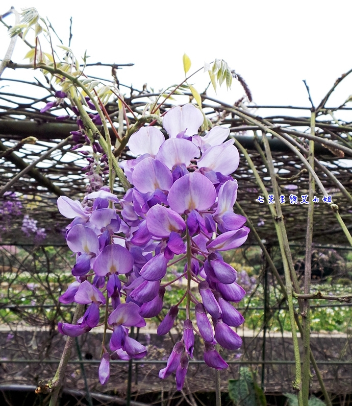 10 苗榜海芋園紫藤花