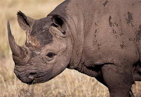 Black Rhino