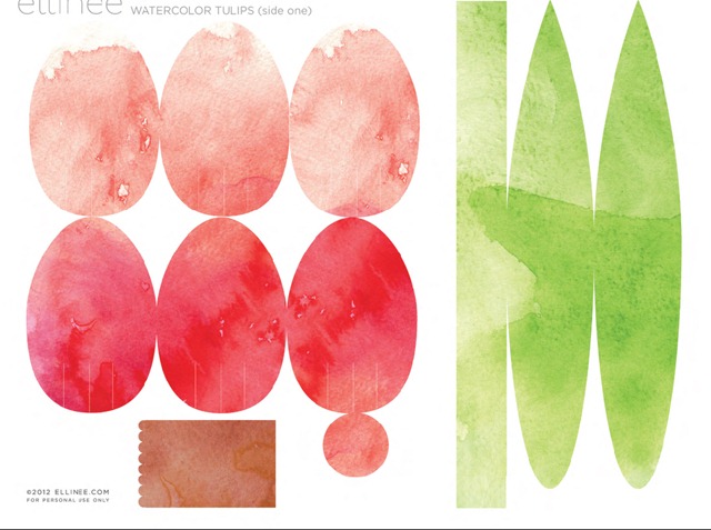 tulipa01