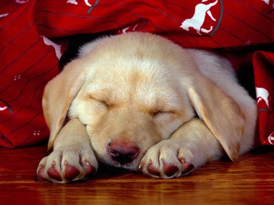 cute sleeping labrador puppy