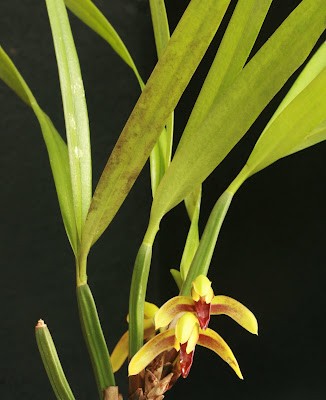 Maxillaria aciantha - Pointed Flower Maxillaria care