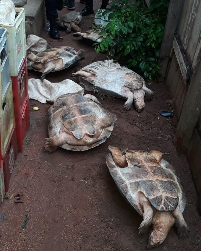 Polícia Civil apreende 11 tartarugas dentro de casa em Costa Marques