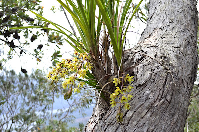 Cymbidium suave - Snake orchid - Grassy boat-lip orchid care and culture