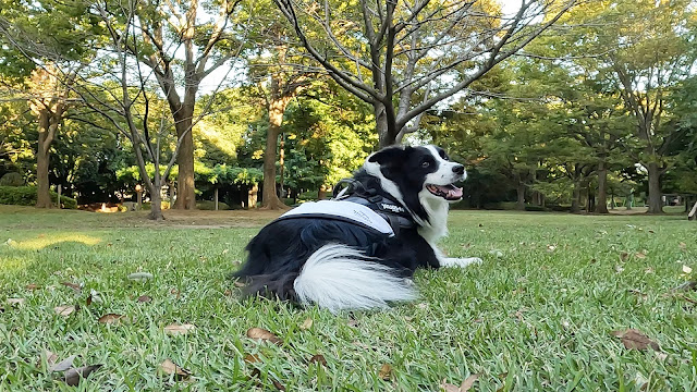 保護犬 ボーダーコリー トーマ