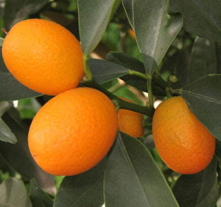 Fruit Alphabetical List - Kumquats
