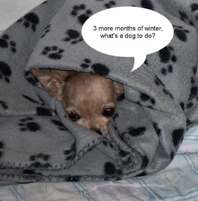 Chihuahua Under Blanket