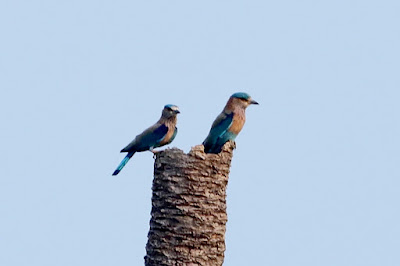 "Indian Roller - Coracias benghalensis, a pair seen in the distance sitting on a date palm stump."