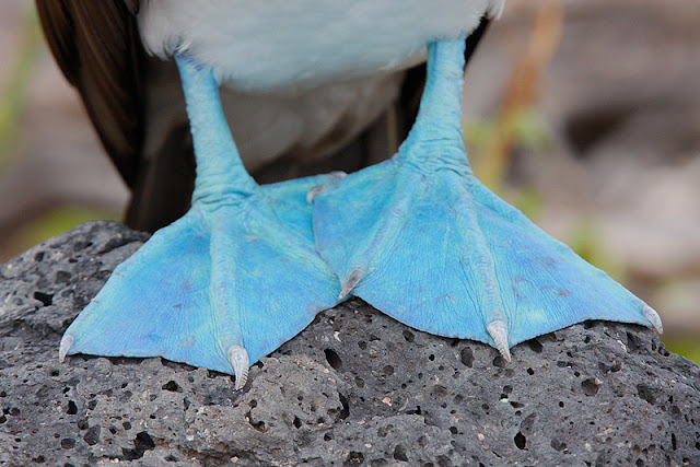 blue-footed booby